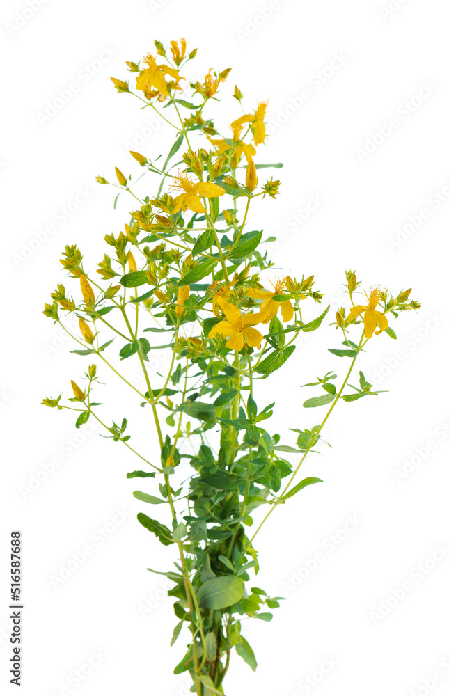 Hypericum perforatum bush with yellow flowers, isolated on white background. St. John's wort. Herbal medicine. Clipping path. Hypericum perforatum bush with yellow flowers, isolated on white background. St. John's wort. Herbal medicine. Clipping path.