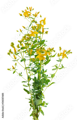 Hypericum perforatum bush with yellow flowers, isolated on white background. St. John's wort. Herbal medicine. Clipping path. photo