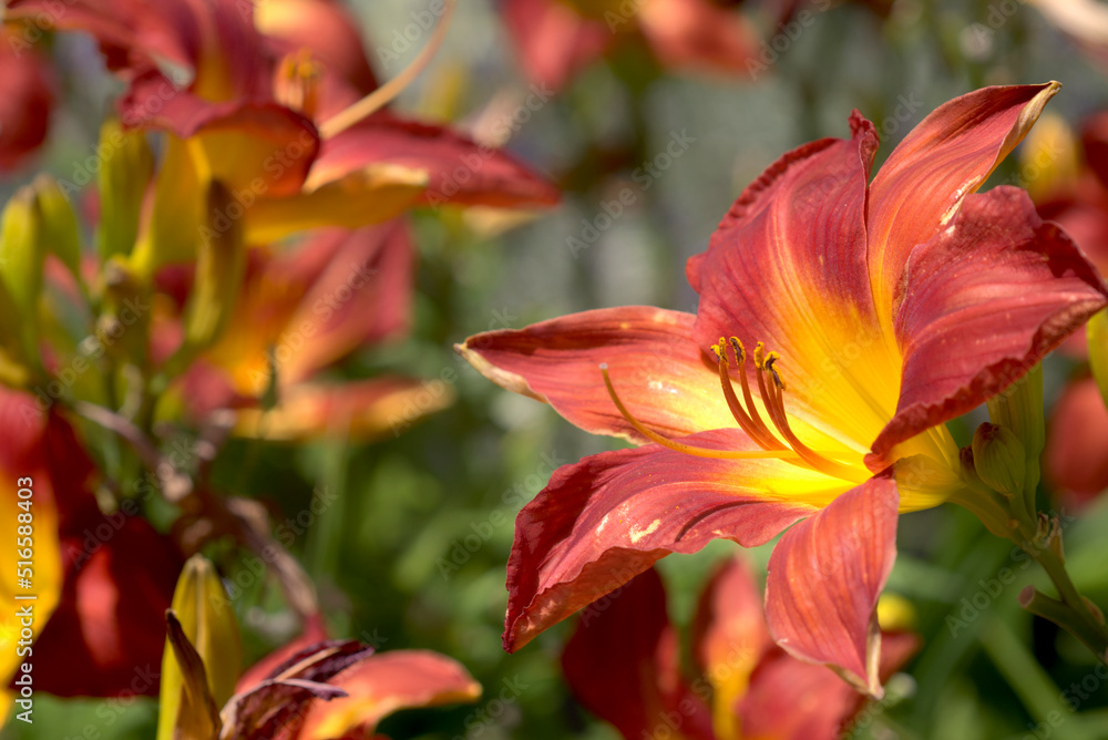 Fototapeta premium オレンジ色のノカンゾウの花 