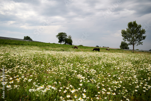 Miniature Pony grazing on grass   Meadow landscape with white wildflowers