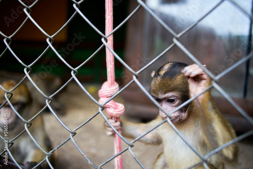 A small monkey in a cage at the zoo eats food © stockyes