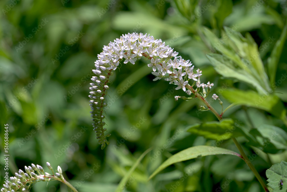 白色のオカトラノオの花	