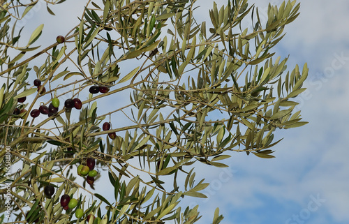 Good looking Frantoio olives still on the tree against an early morning misty sky