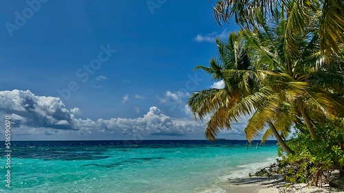 Pflanzen und Palmen auf Bandos - Malediven © ufuk