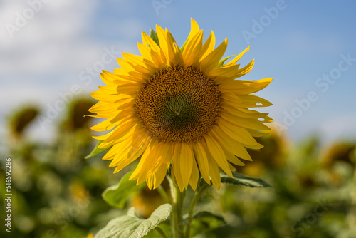 Sonnenblumen vor blauem Himmel