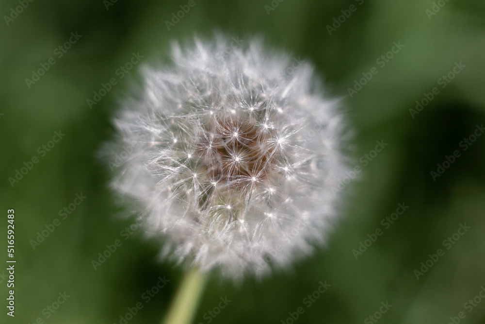 isolated flower close-up. macro. desktop wallpapers. floral background. white dandelion