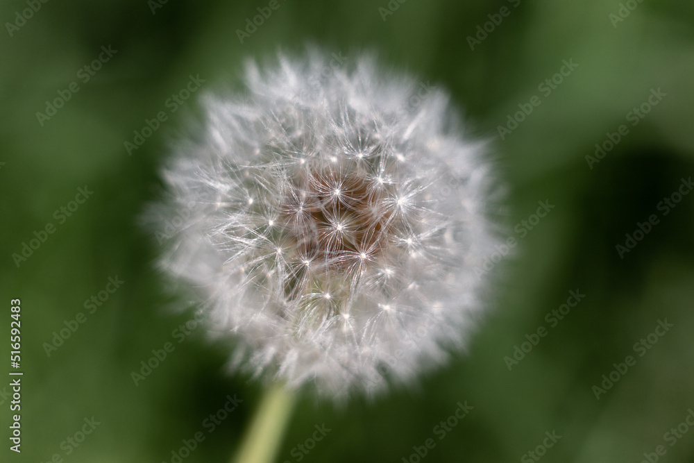 isolated flower close-up. macro. desktop wallpapers. floral background. white dandelion isolated flower close-up. macro. desktop wallpapers. floral background. white dandelion