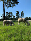 A herd of sheep grazes on lush green grass among pines