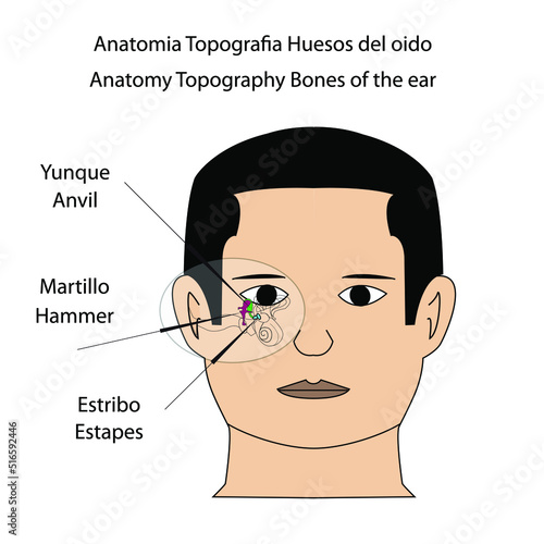 Anatomia Topografia Huesos del oido martillo yunque y estribo