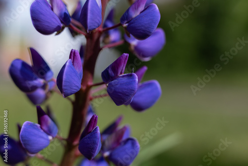 isolated flower close-up. macro. desktop wallpapers. floral background. bright blue lupin