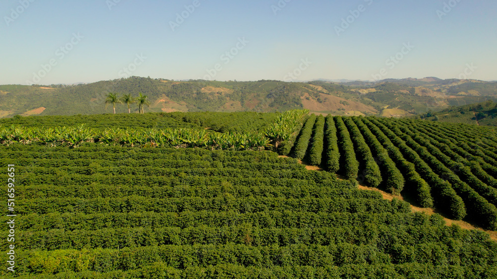 Coffee plantation farm in the mountains
