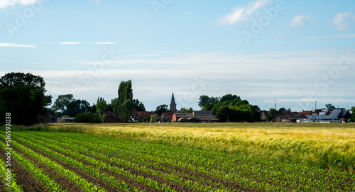 Landscape with Corn and Barley fields in West Flanders, Belgium
 photo