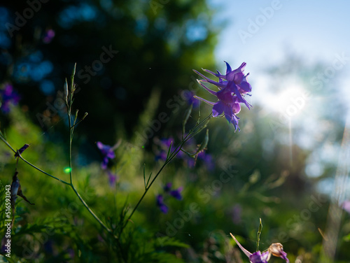 purple flower on the background of the sunset