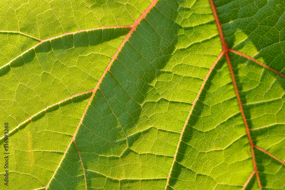 Obraz premium Photo of a green grape leaf macro photo close-up