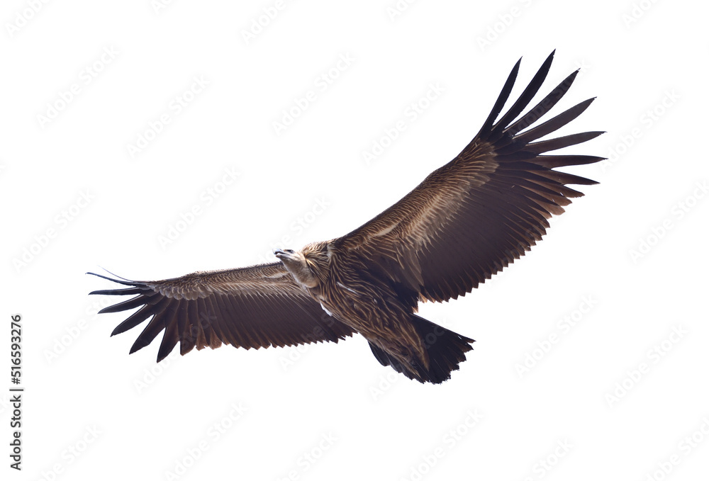 Fototapeta premium Himalayan Vulture flying isolated on white background