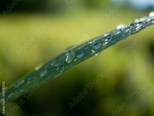 dew drops on a green blade of grass
