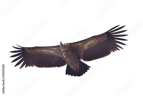 Himalayan Vulture flying isolated on white background