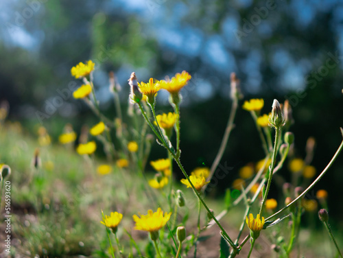 yellow flowers in the meadow