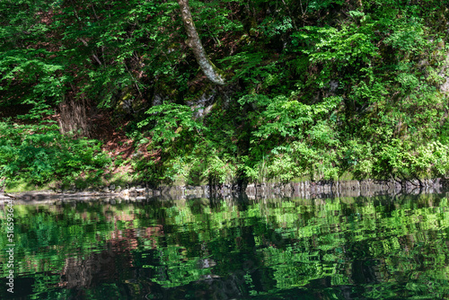 木々の緑が川面に反射して綺麗な清流猊鼻渓の舟下り