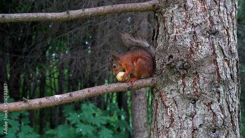 Red squirrel sits in a tree gnawing on a walnut. A red-haired female of an endangered species sits on a branch with her back and tail against the trunk, gnawing on the shell, pink tongue visible