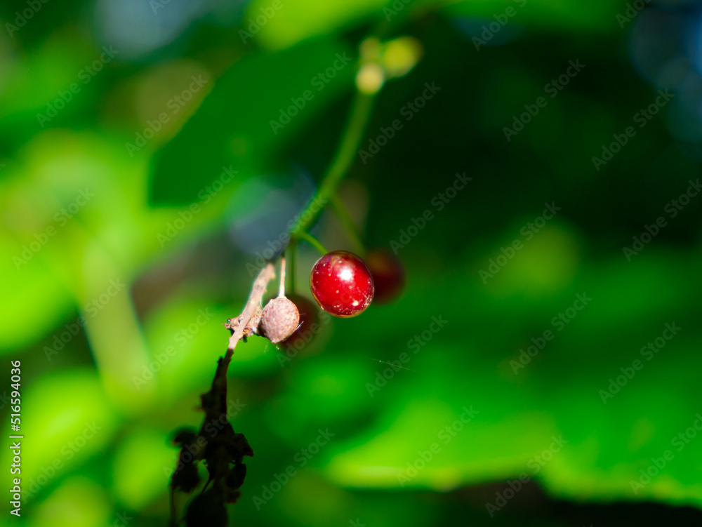 red wild berry