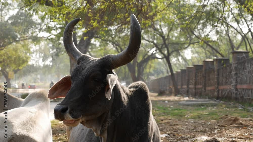 Indian cow also known as zebu or Bos taurus indicus taking a rest in the grass near the road. Indian cow also known as zebu or Bos taurus indicus taking a rest in the grass near the road.