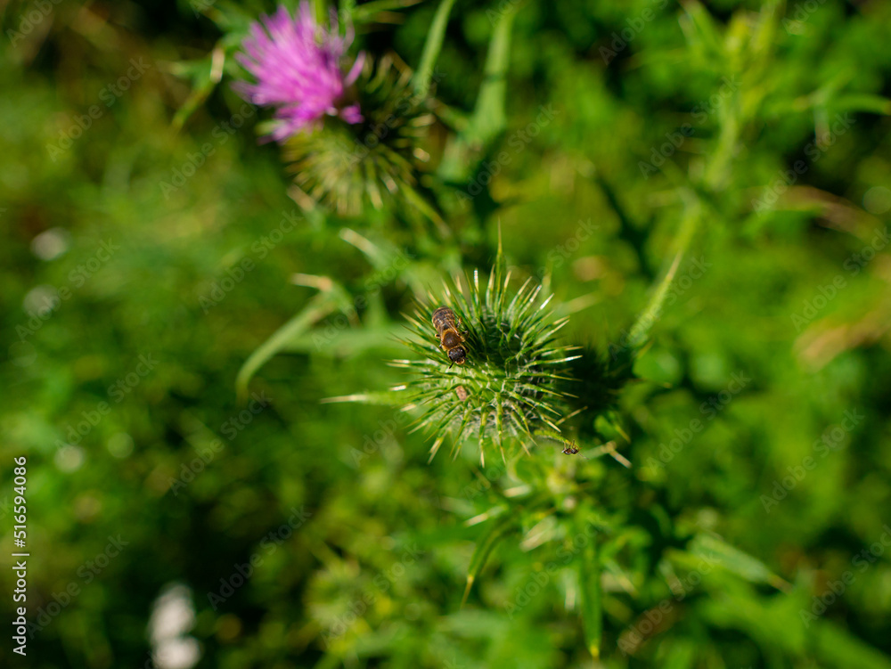 a thistle on which a bee sits a thistle on which a bee sits