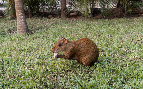 фотографія sereque animal, central american agouti eats in the garden of a house in mexico
