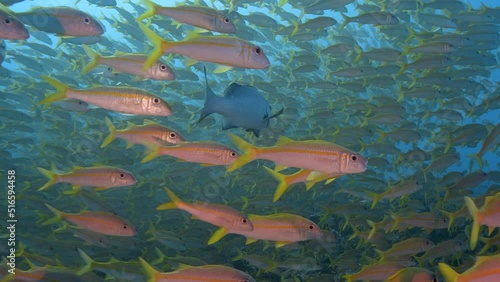 Grey reef shark appears in the middle of a big school of goatfish at the tropical coral reef of Fakarava, French Polynesia