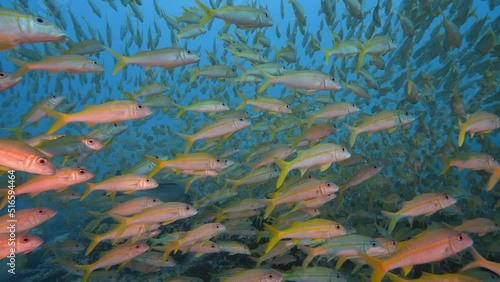 Big school of goatfish at the tropical coral reef of the atoll of Fakarava, French Polynesia