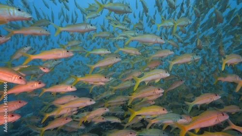 Big school of goatfish at the tropical coral reef of the atoll of Fakarava, French Polynesia photo