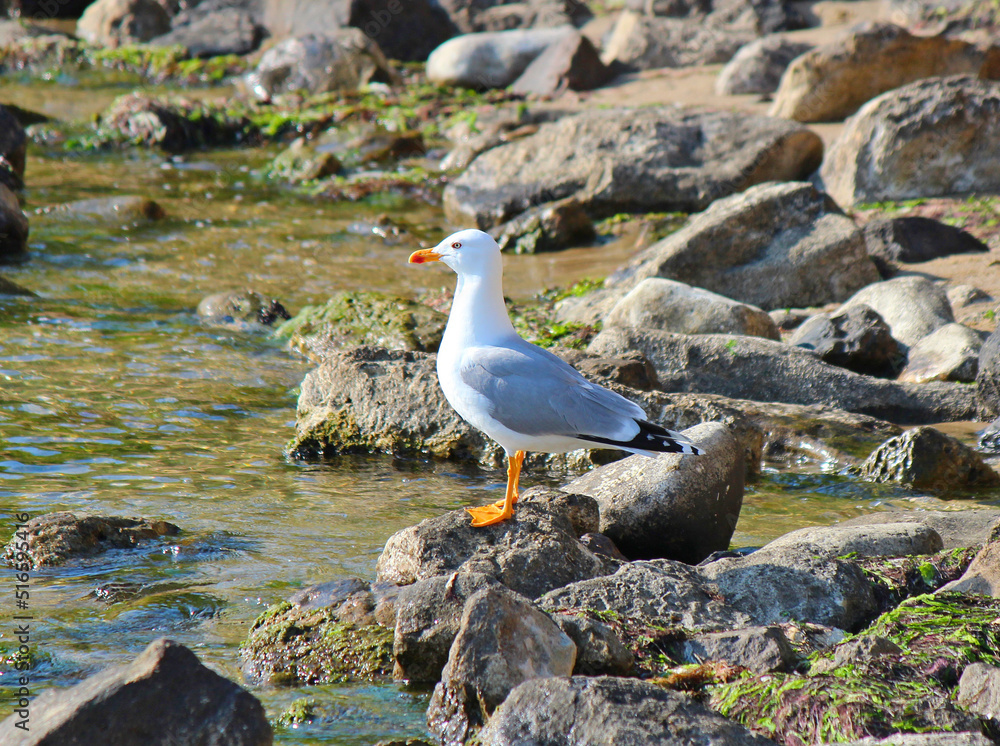 Fototapeta premium beautiful seagull poses for a photo on the Black Sea coast in Bulgaria