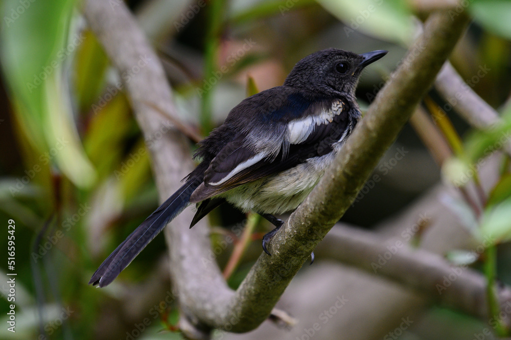 Obraz premium oriental magpie robin in forest 