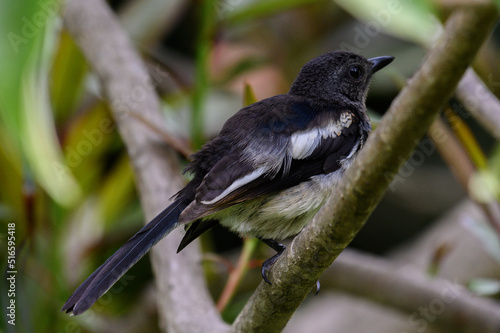 oriental magpie robin in forest  photo