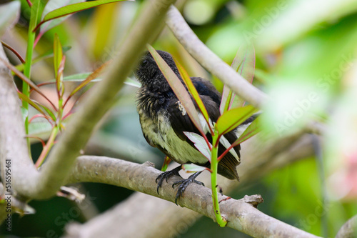 oriental magpie robin in forest  photo