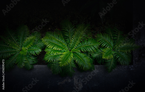 Perfect natural fern pattern. Beautiful background made with young green fern leaves. intended to make it look like a painting