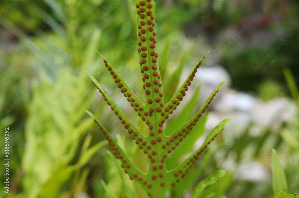 Close-up of the commonly known king fern or warts fern. That has orange spores (Referred to as called sori) arranged beautifully under the fresh green leaves. Concept and natural background.
Close-up of the commonly known king fern or warts fern. That has orange spores (Referred to as called sori) arranged beautifully under the fresh green leaves. Concept and natural background.