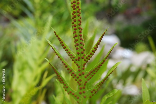 Close-up of the commonly known king fern or warts fern. That has orange spores (Referred to as called sori) arranged beautifully under the fresh green leaves. Concept and natural background. 