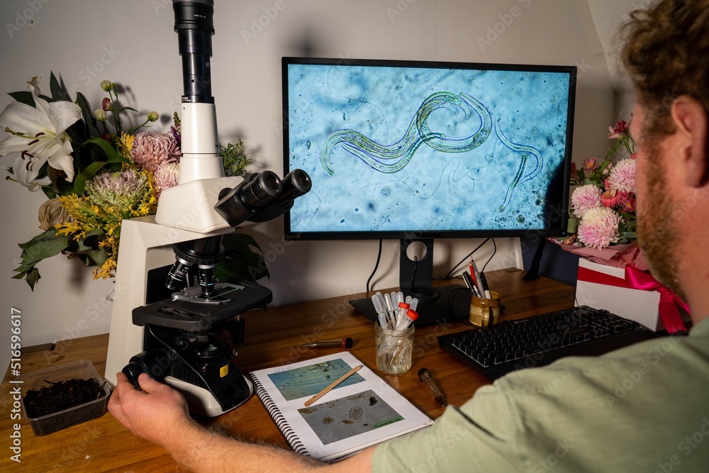 Soil Biology testing of a dirt compost sample with a microscope looking ...