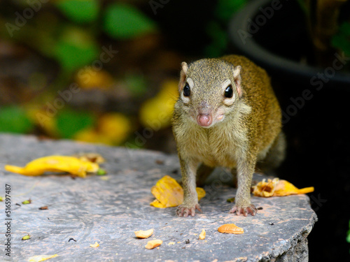 Indochinese ground squirrel  photo