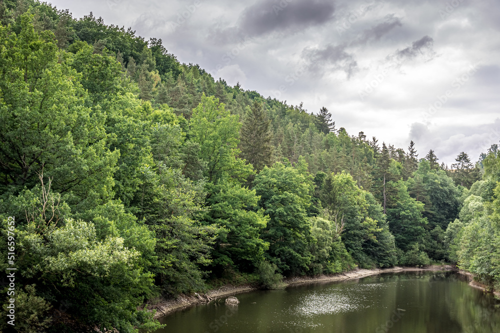 a coniferous forest and a forest lake