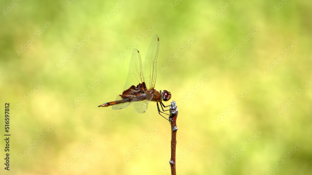 Carolina saddlebags dragonfly perched on a twig in a backyard in Panama City, Florida, USA Carolina saddlebags dragonfly perched on a twig in a backyard in Panama City, Florida, USA