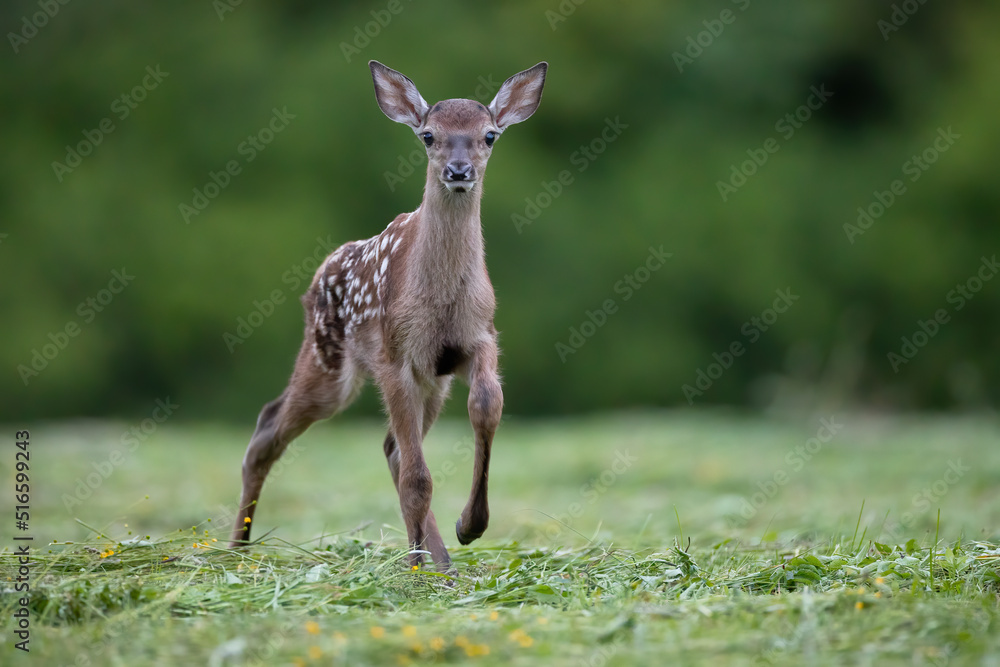 Curious baby red deer, cervus elaphus, walking on meadow in summer. Young spotted mammal approaching on field with copyspace. Dots cub looking to the camera on pasture.