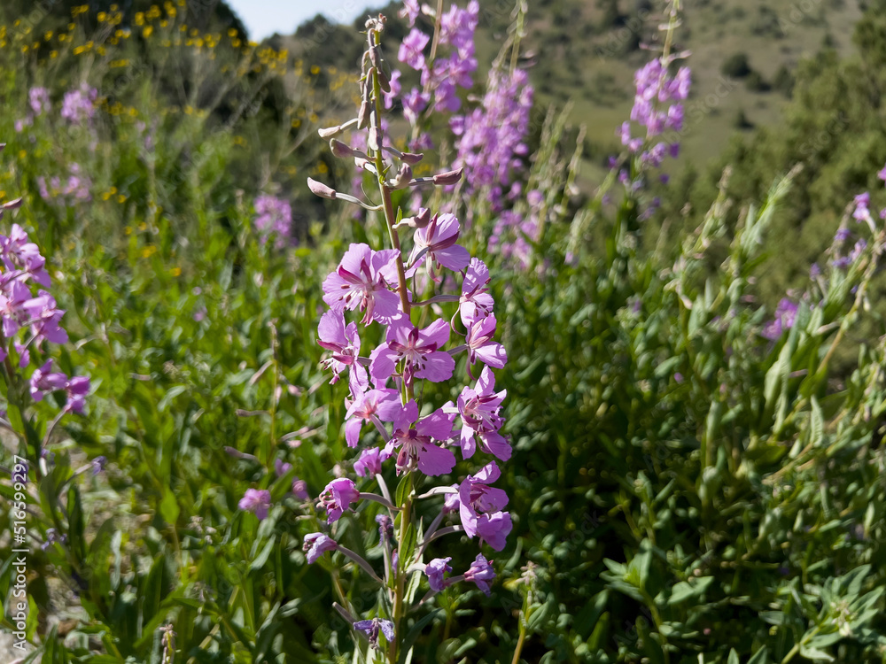 There are different colors of fireweed in Uzbekistan. They mostly grow in high mountains.