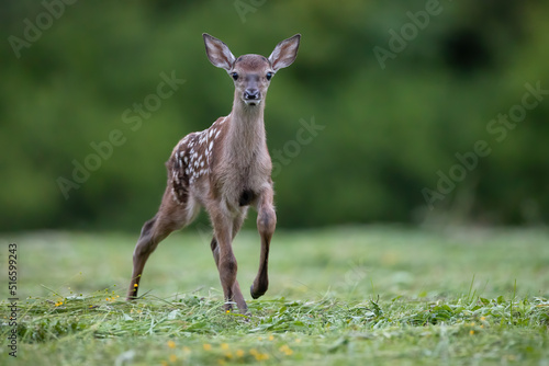 Obraz na płótnie Curious baby red deer, cervus elaphus, walking on meadow in summer. Young spotted mammal approaching on field with copyspace. Dots cub looking to the camera on pasture. w salonie