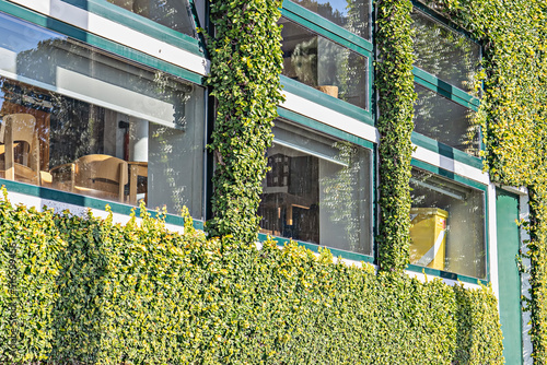 Office windows and building facade whole plant covered with plants of hedge. Hedge, green wall. Greening of city buildings