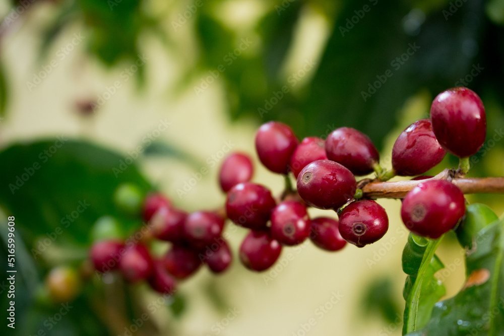 Ripe coffee beans on the stem. Coffee tree. Brazil. Coffee production.
Ripe coffee beans on the stem. Coffee tree. Brazil. Coffee production.