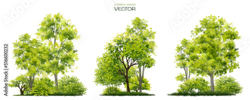 Vector watercolor of tree side view isolated on white background for landscape and architecture drawing, elements for environment and garden,botanical for section green forest 
