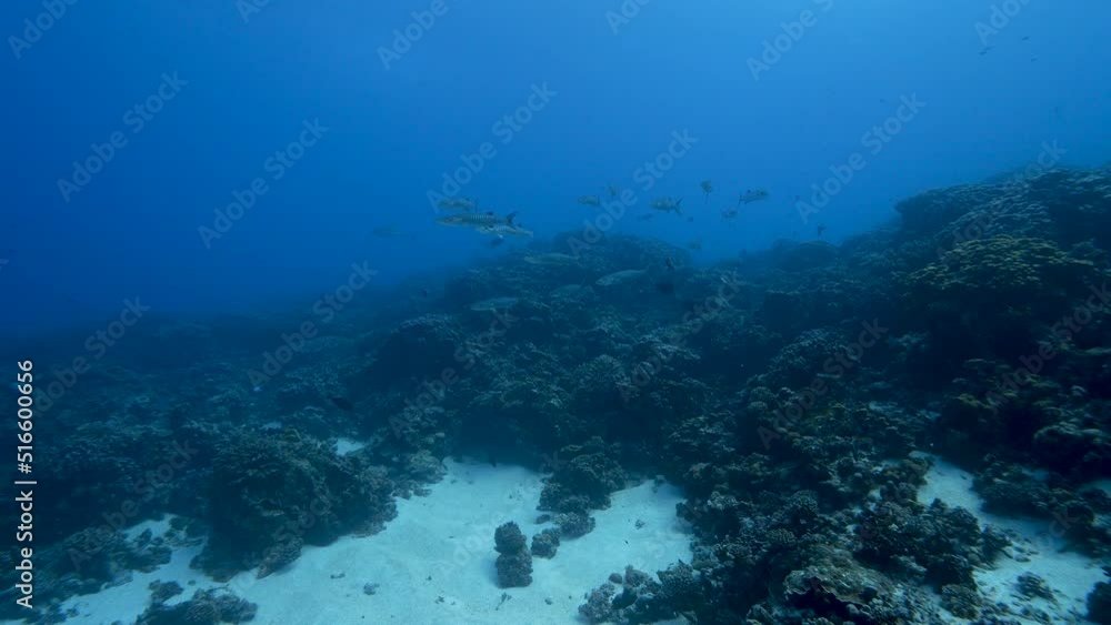 Group of Barracudas passing by in tropical clear water of the south pacific ocean - French Polynesia Group of Barracudas passing by in tropical clear water of the south pacific ocean - French Polynesia