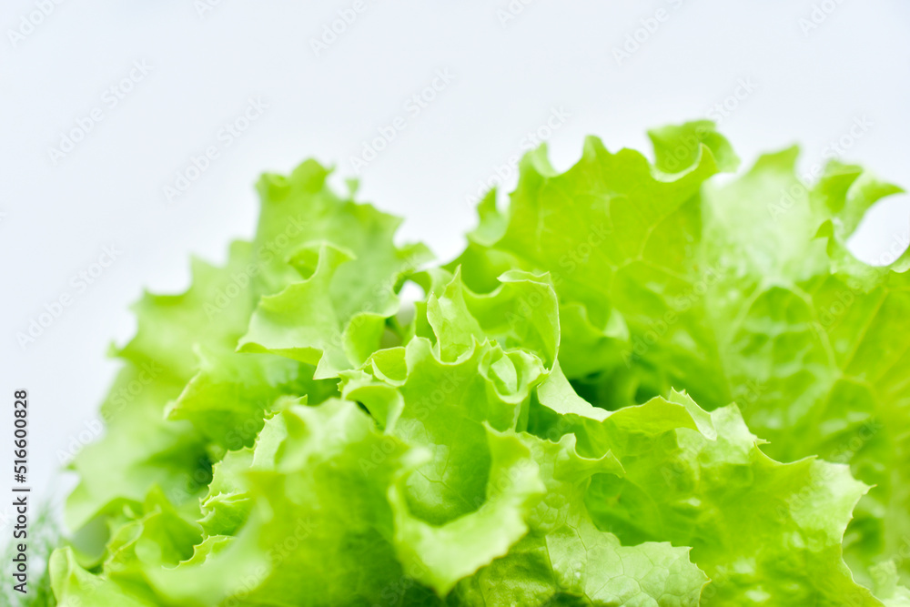 Green bunch of fresh lettuce on a white background Green bunch of fresh lettuce on a white background